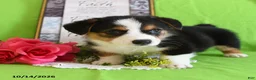 Welsh Corgi Pembroke dogs for sale: Enzo - Ad 5