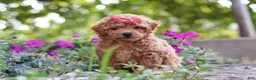 Miniature Poodle dogs for sale: Janika - Ad 3