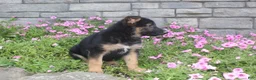 German Shepherd dogs for sale: Anson - Ad 2