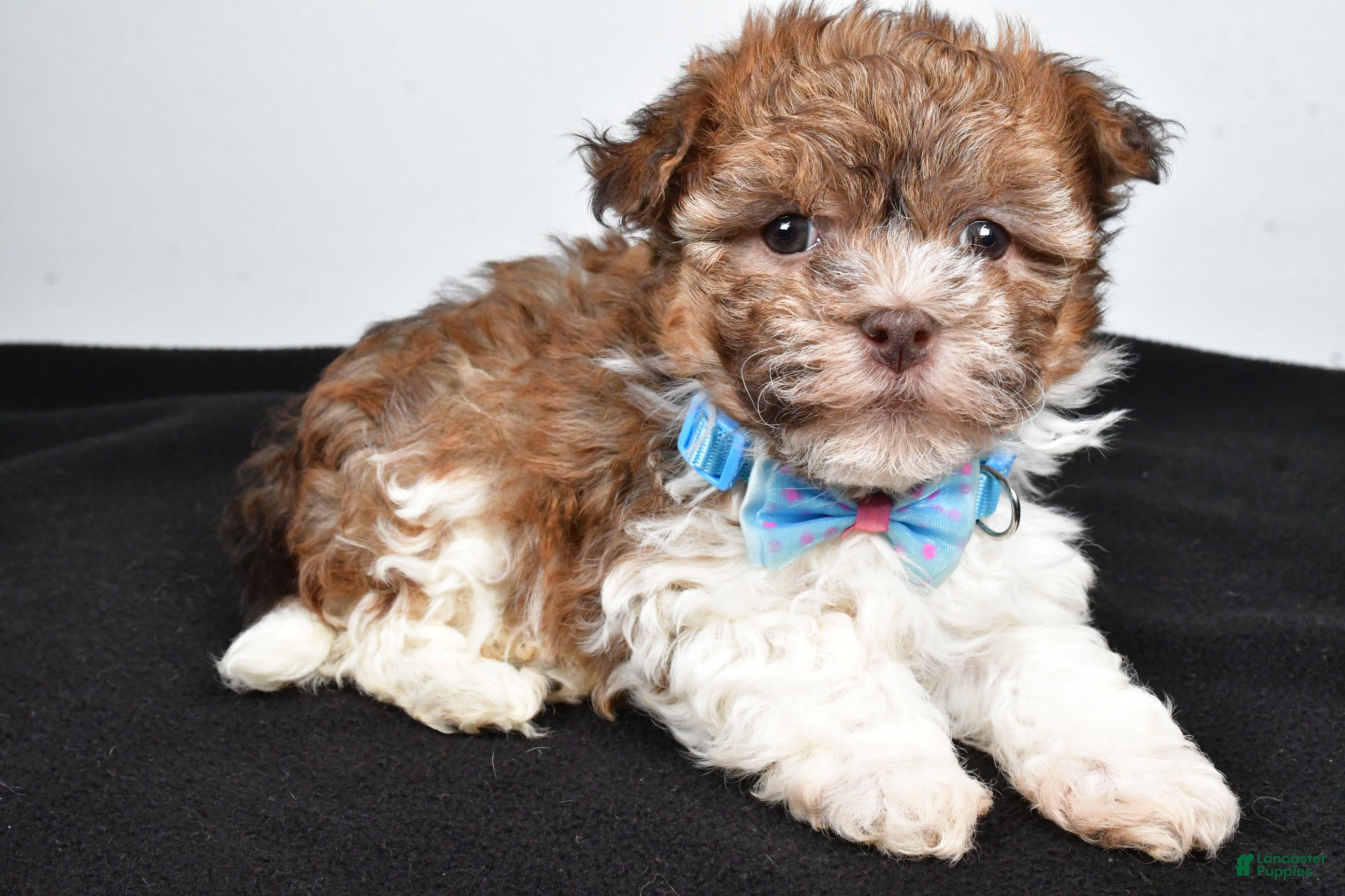 Havanese dogs Hunter - Ad 2