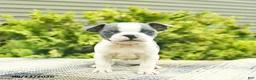 Boston Terrier dogs for sale: Baron  - Ad 3