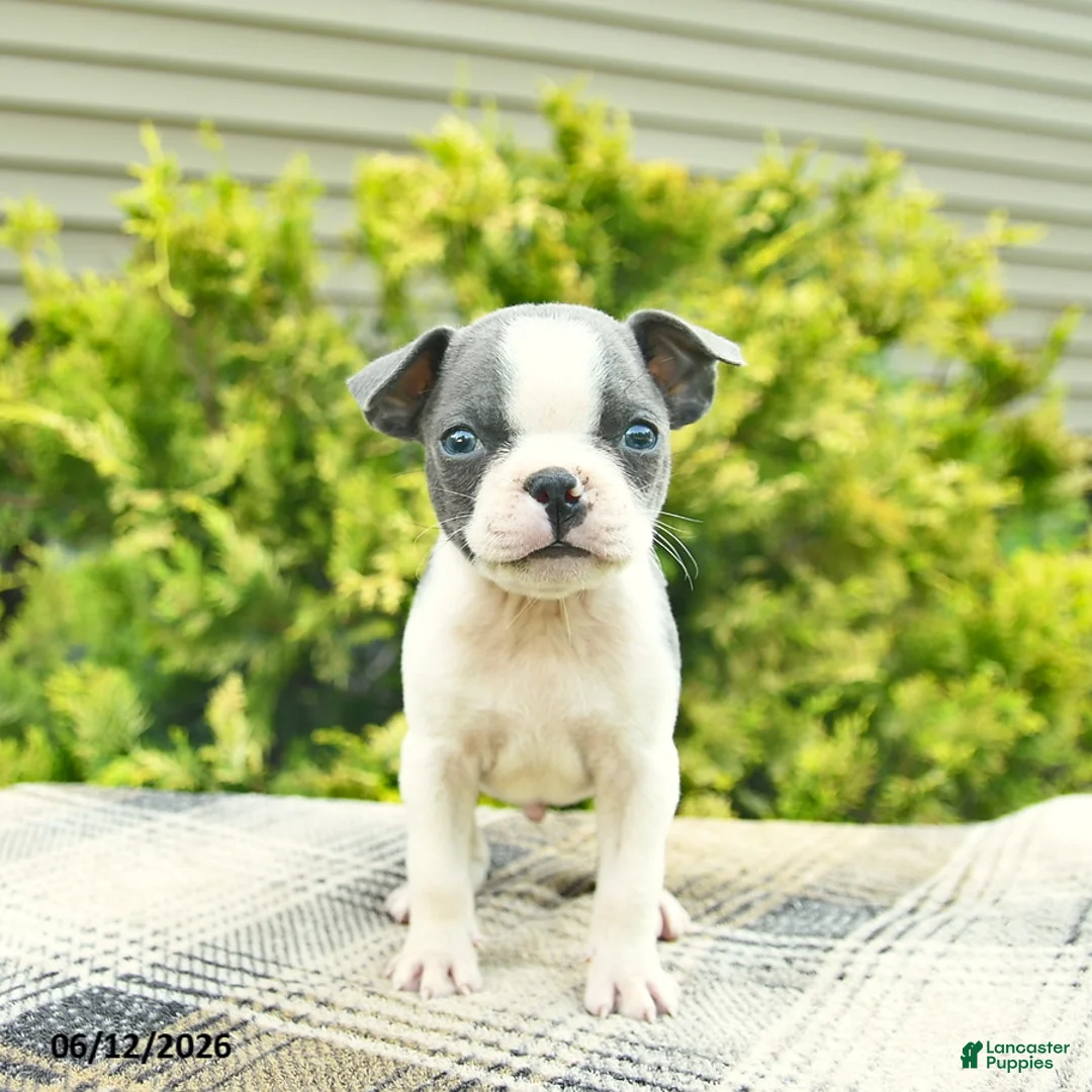 Boston Terrier dogs for sale: Baron  - Ad 3