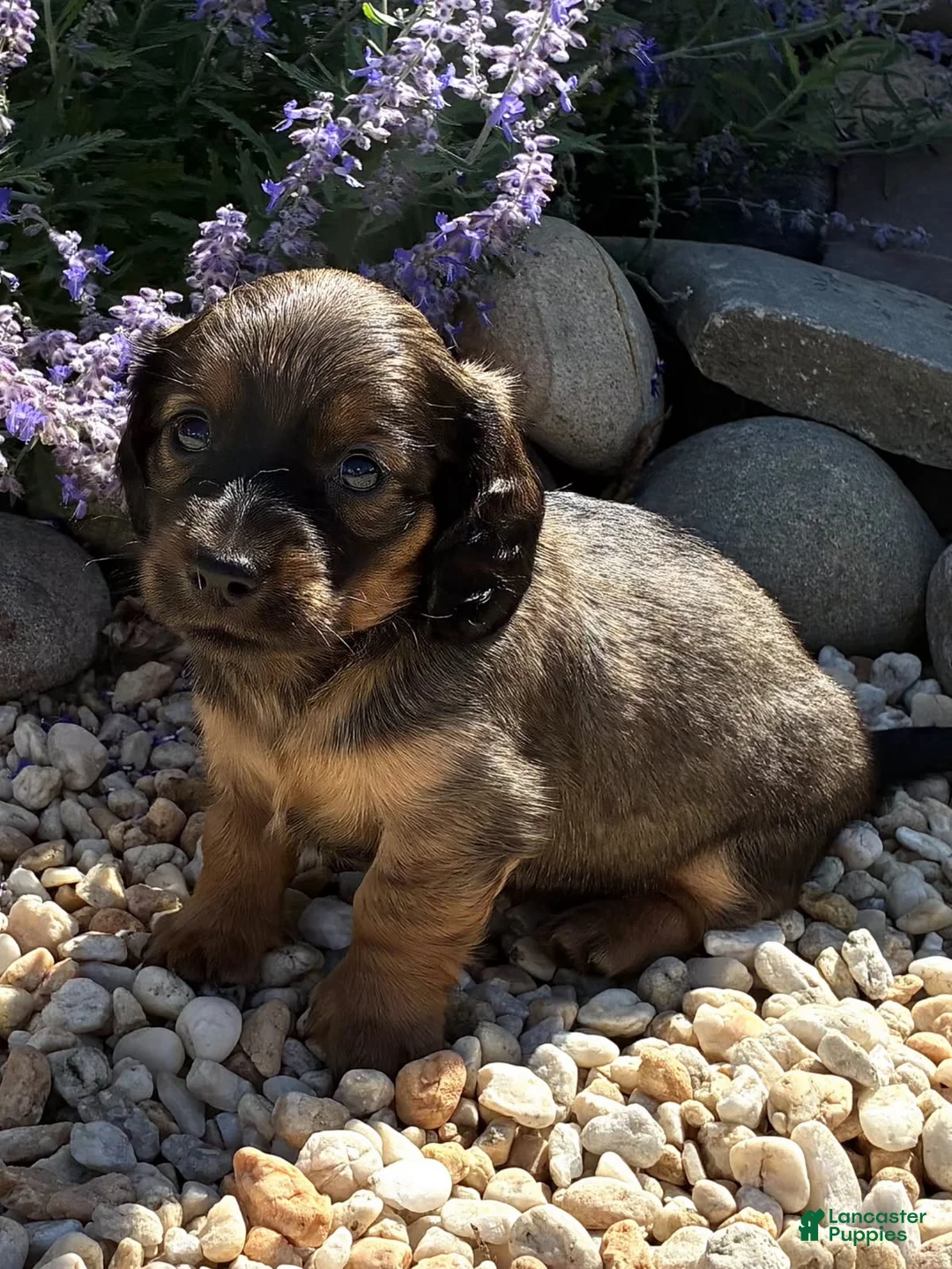 Dachshund dogs for sale: Teddy - Ad 1