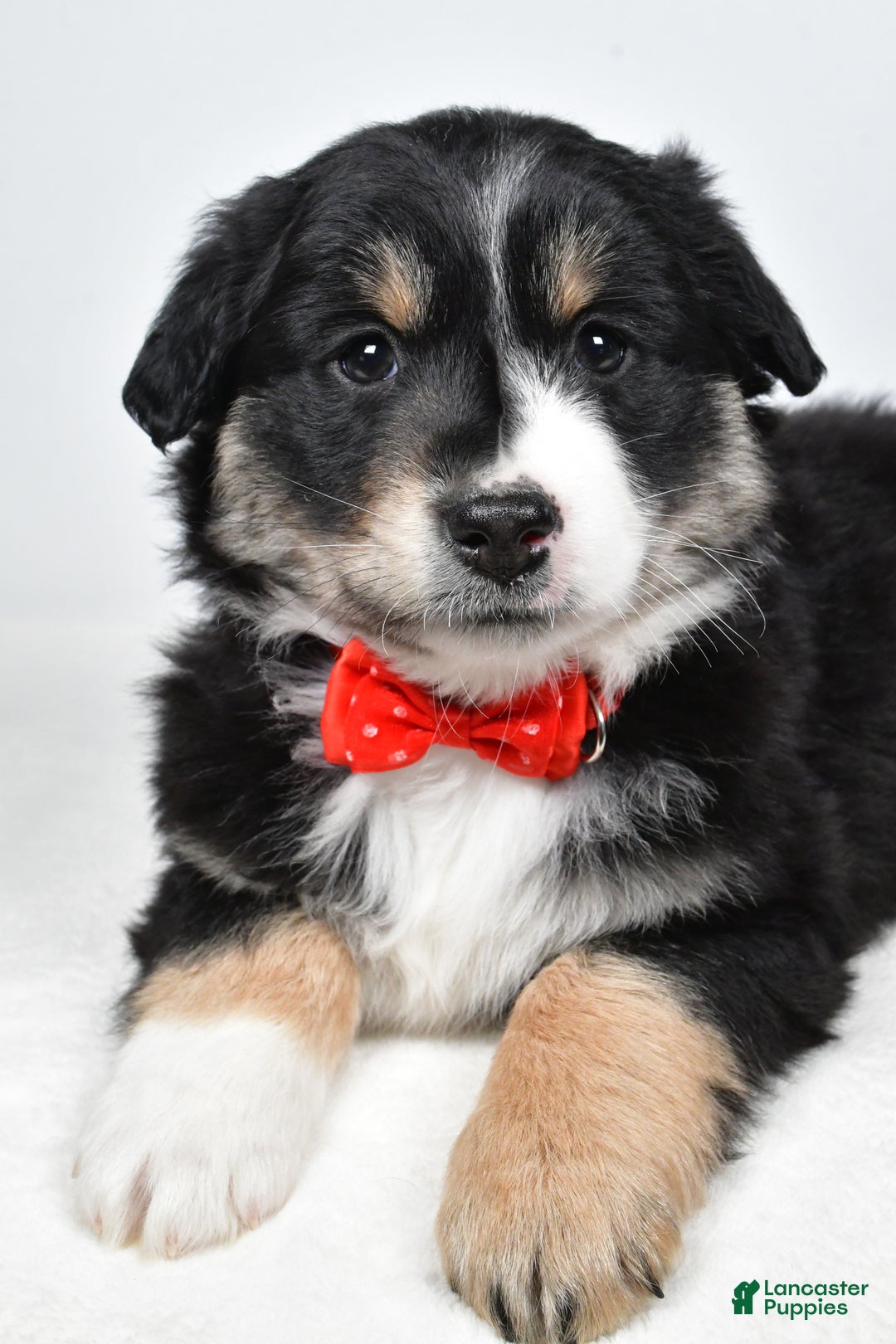 Miniature Australian Shepherd dogs for sale: Robby - Ad 7