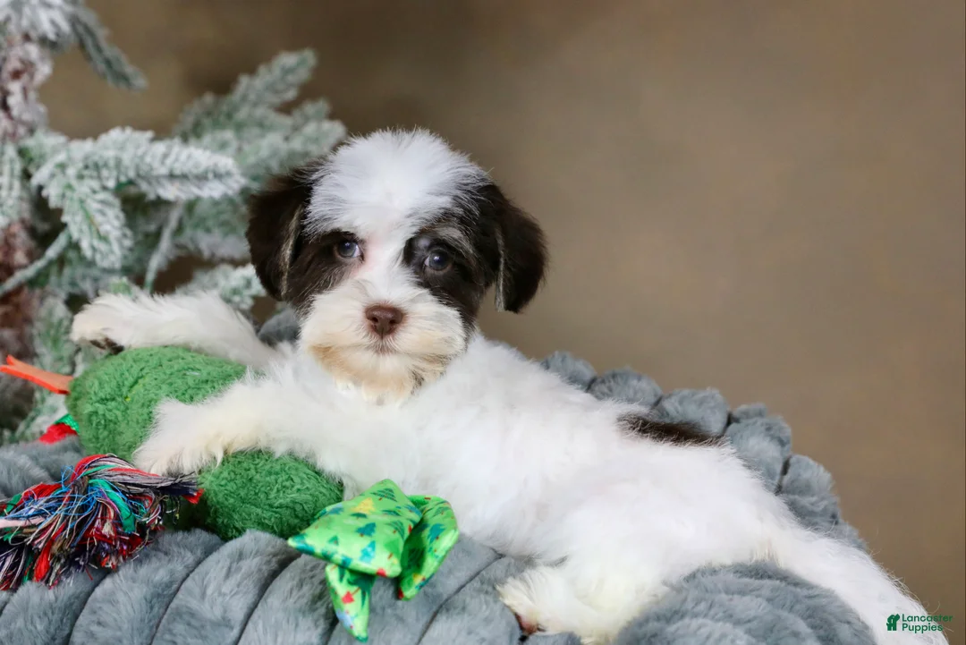 Havanese dogs for sale: Fruitcake - Ad 3