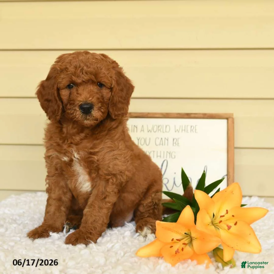 Mini Goldendoodle dogs for sale: Simba - Ad 1