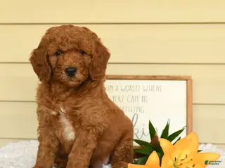 Mini Goldendoodle dogs for sale: Simba - Ad 4
