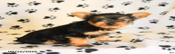 Yorkshire Terrier dogs for sale: Julian - Ad 5