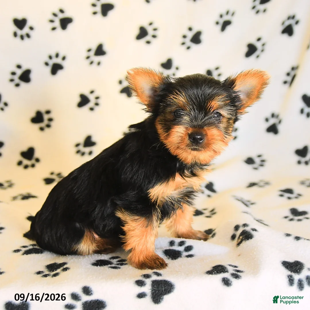 Yorkshire Terrier dogs for sale: Julian - Ad 5