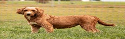 Mini Goldendoodle dogs for sale: Heather  - Ad 4