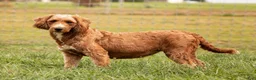 Mini Goldendoodle dogs for sale: Harvey  - Ad 4