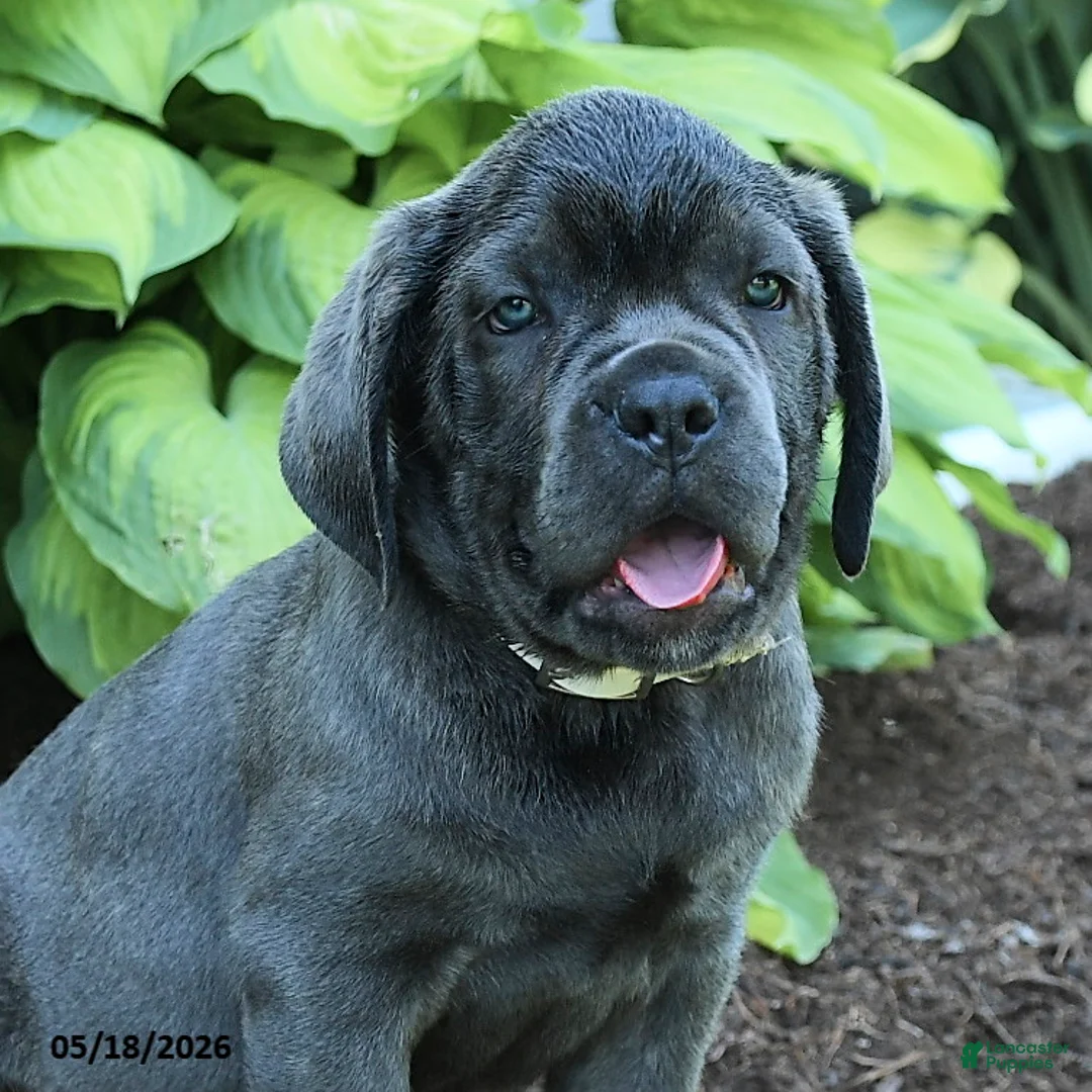 Cane Corso dogs for sale: Kaleb - Ad 3