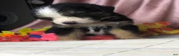 Australian Shepherd dogs for sale: Black tri Australian Shepherd 4 (male) - Ad 4