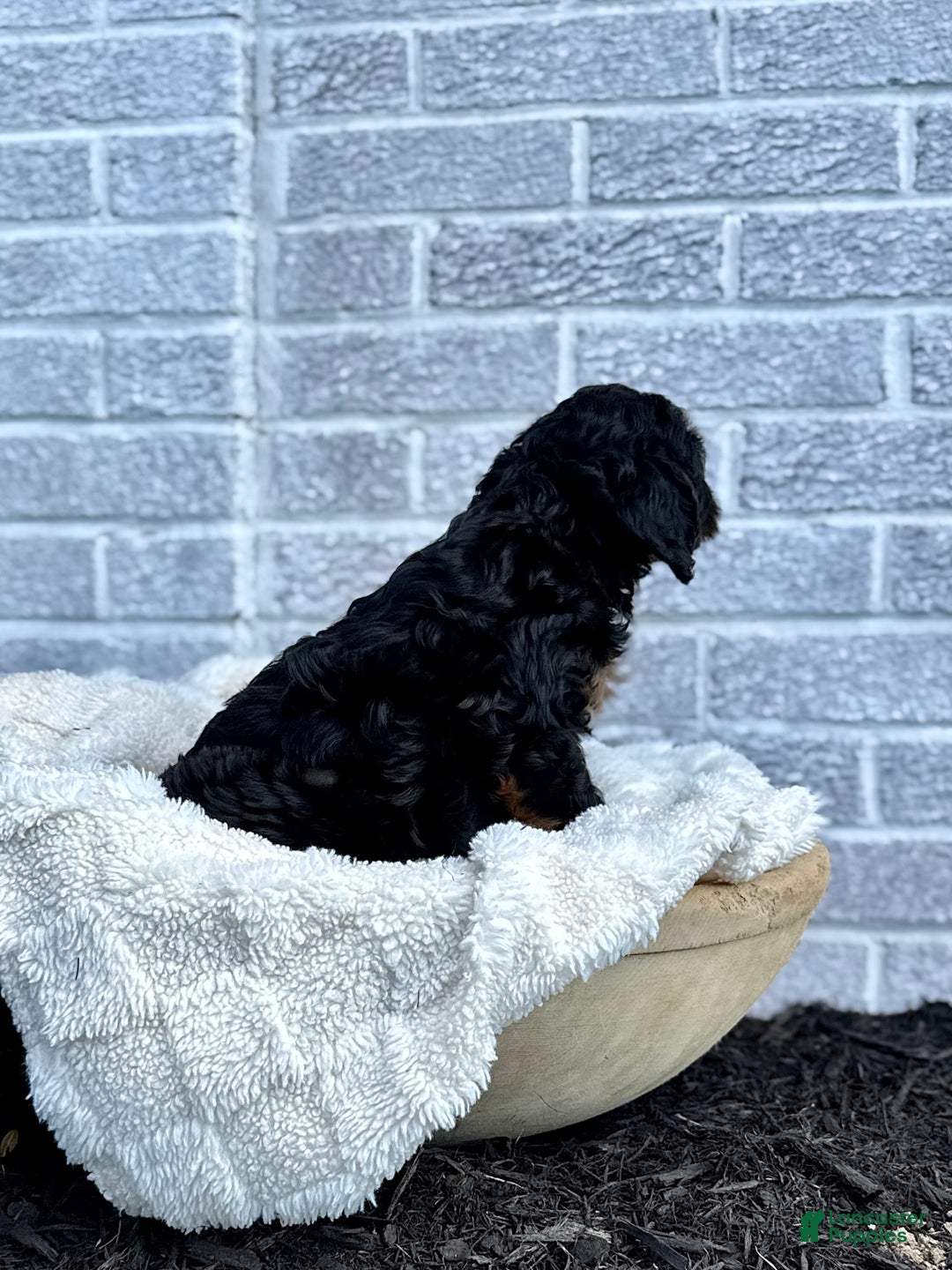Cavapoo dogs for sale: Mickey - Ad 8