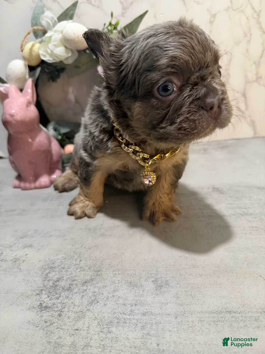French Bulldog dogs for sale: French Bulldog Puppy 4 - Ad 8