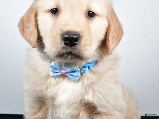Golden Retriever dogs Jake - Ad 11