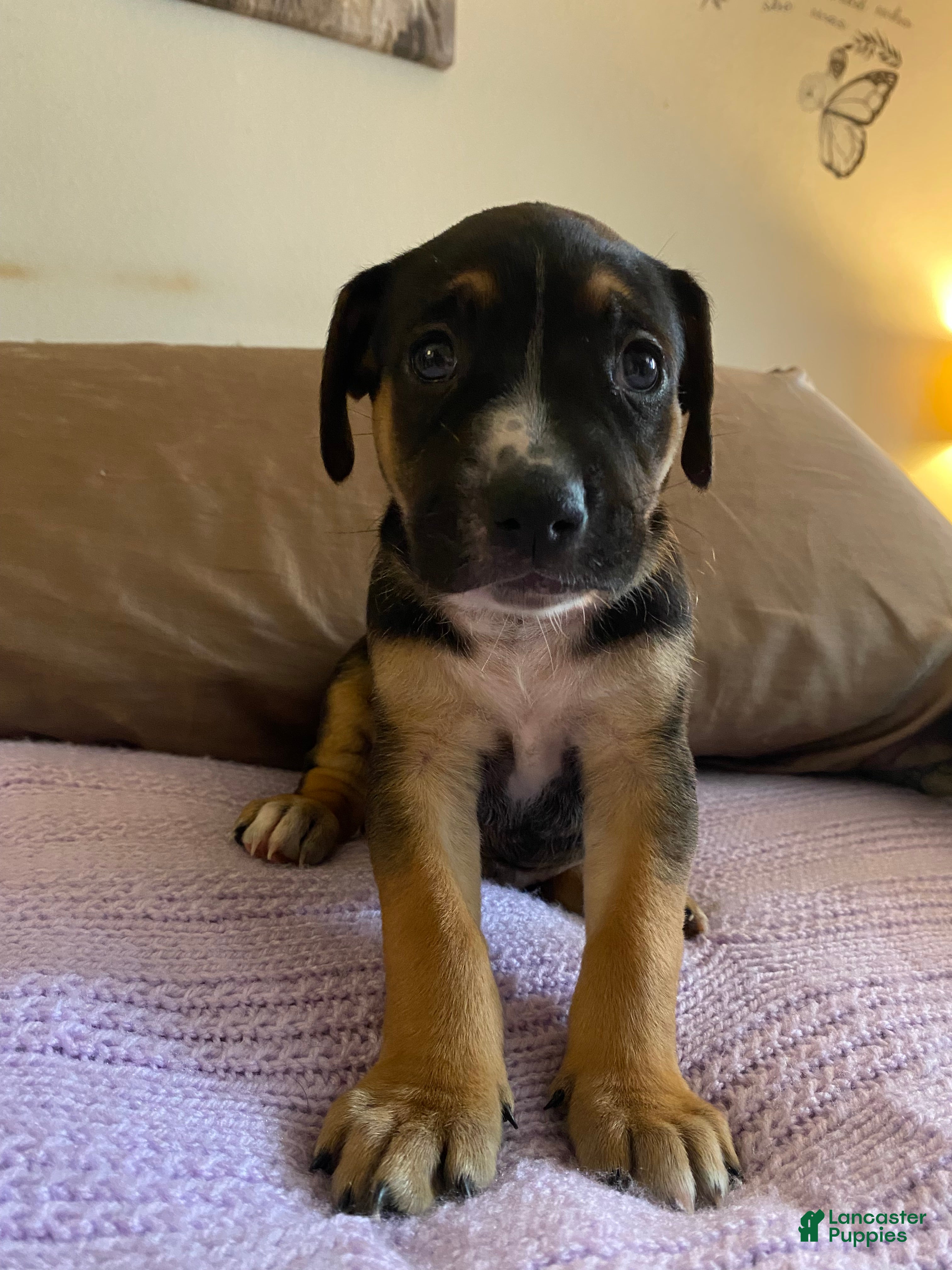 Mixed Breed dogs Teddy - Ad 17