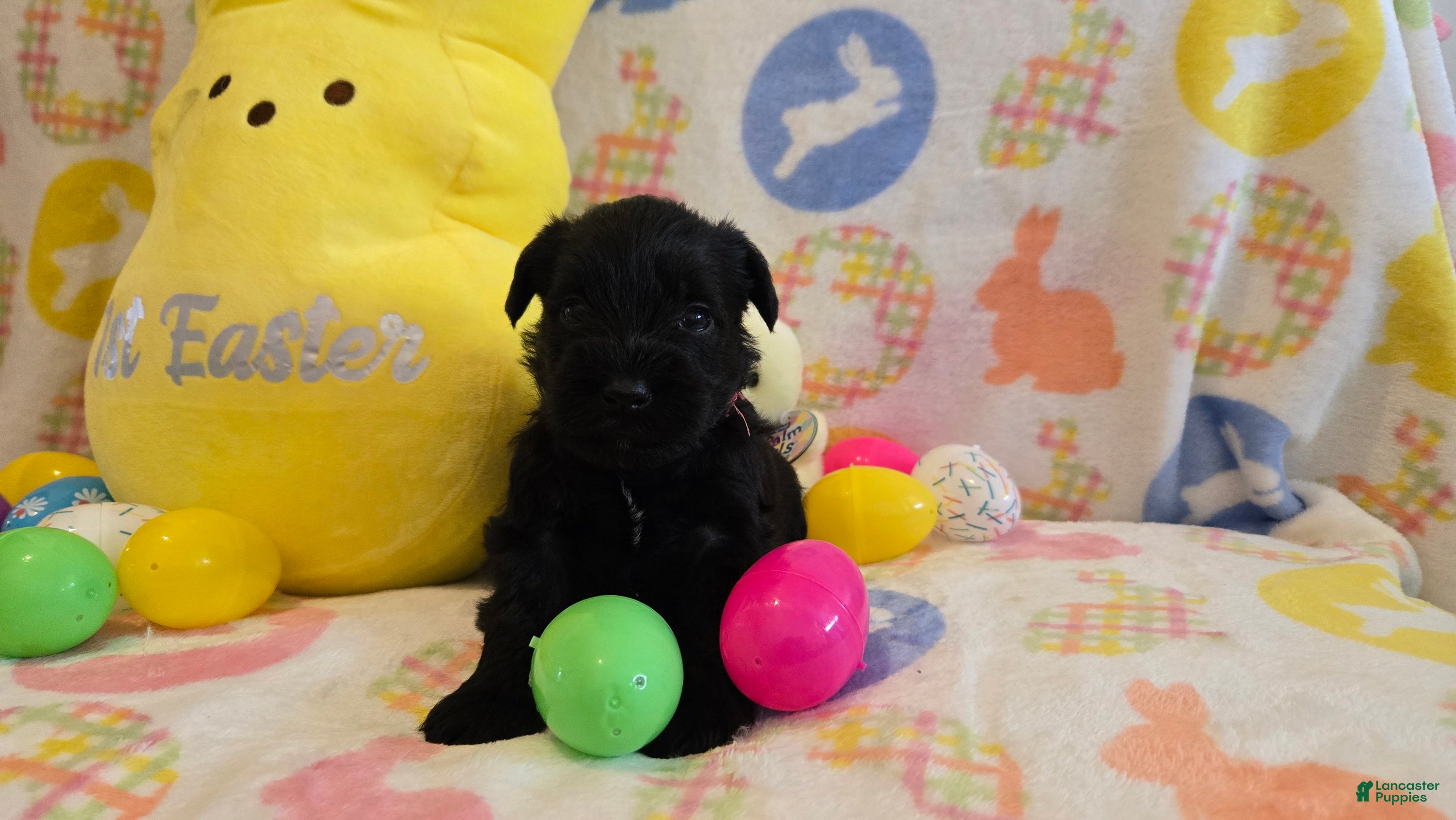 Miniature Schnauzer dogs Maggie - Ad 32