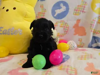 Miniature Schnauzer dogs Maggie - Ad 32