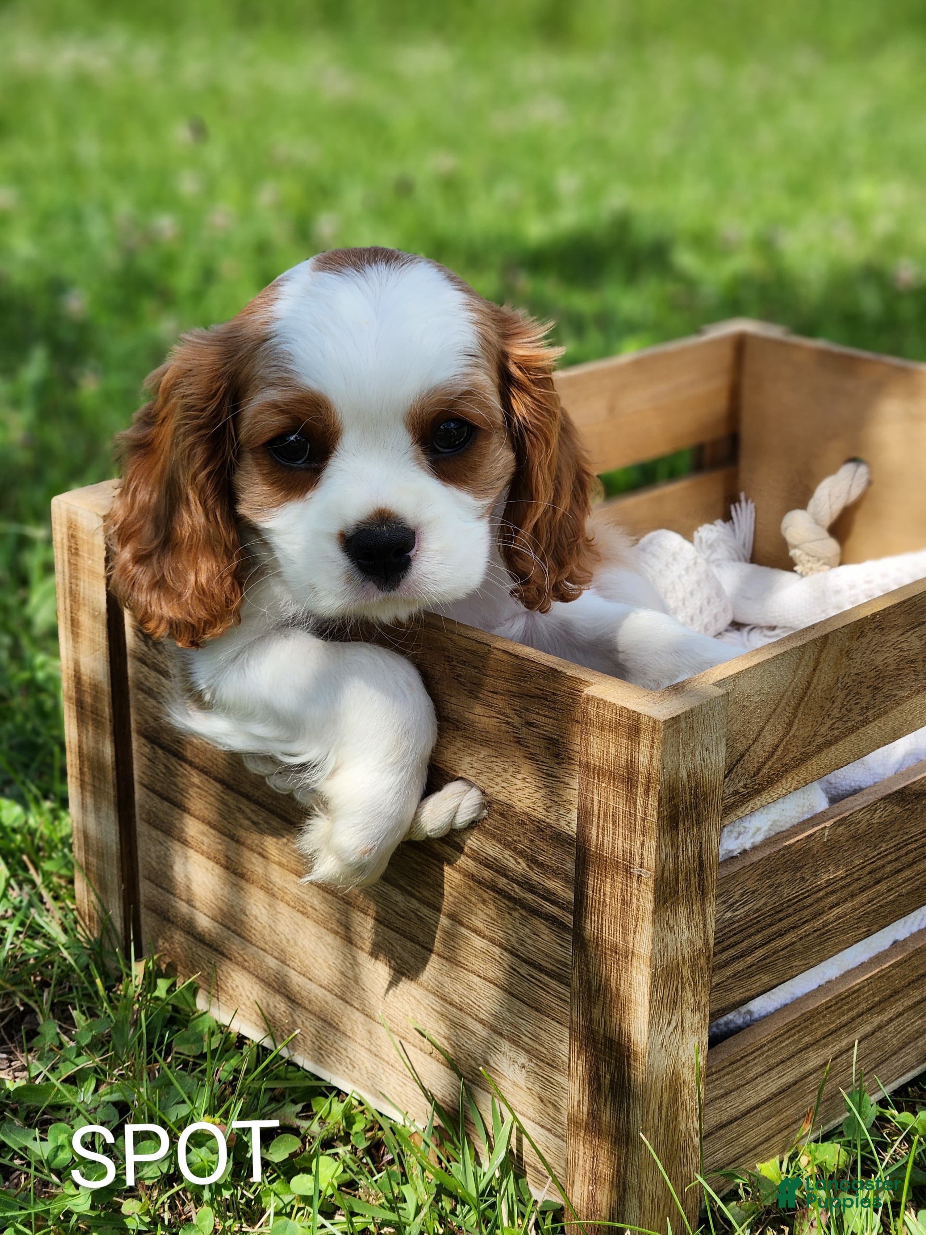 Cavalier King Charles Spaniel dogs Spot - Ad 2
