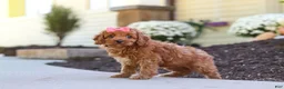 Cockapoo dogs for sale: Willow - Ad 27