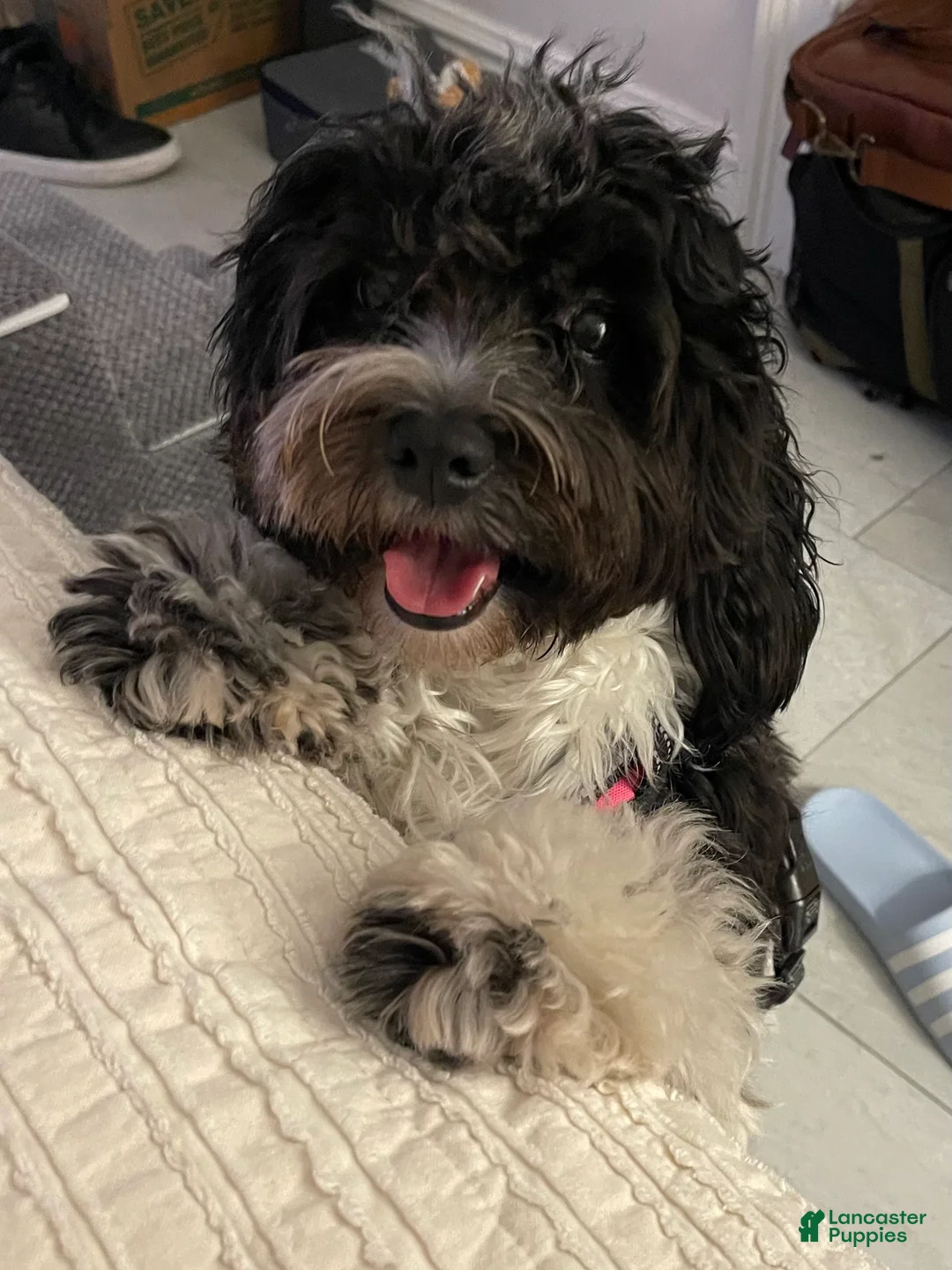 Mixed Breed dogs for sale: Lila - Ad 2