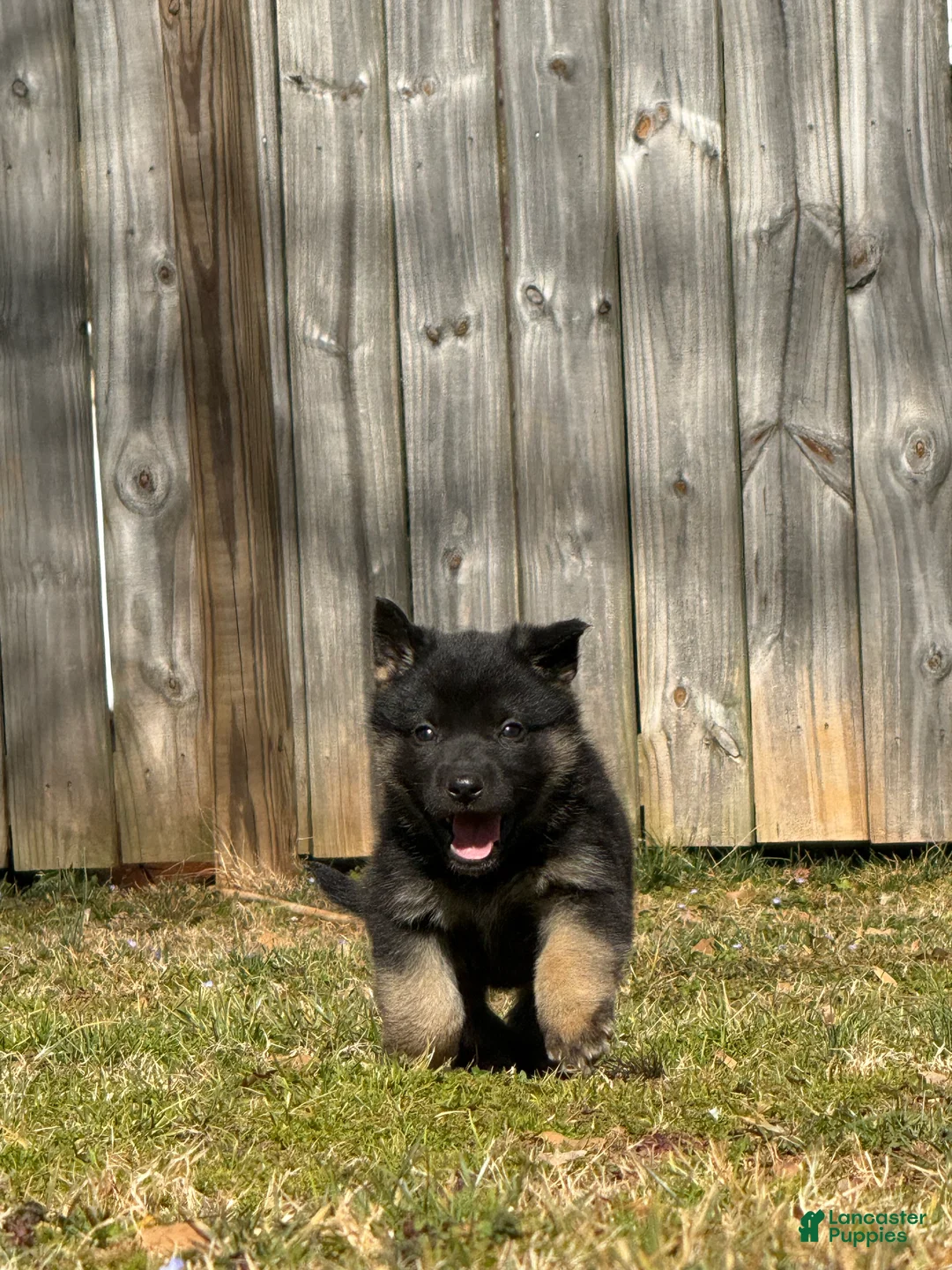 German Shepherd dogs for sale: German Shepherd Puppy 2 - Ad 3