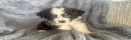 Australian Shepherd dogs for sale: Buttercup - Ad 3