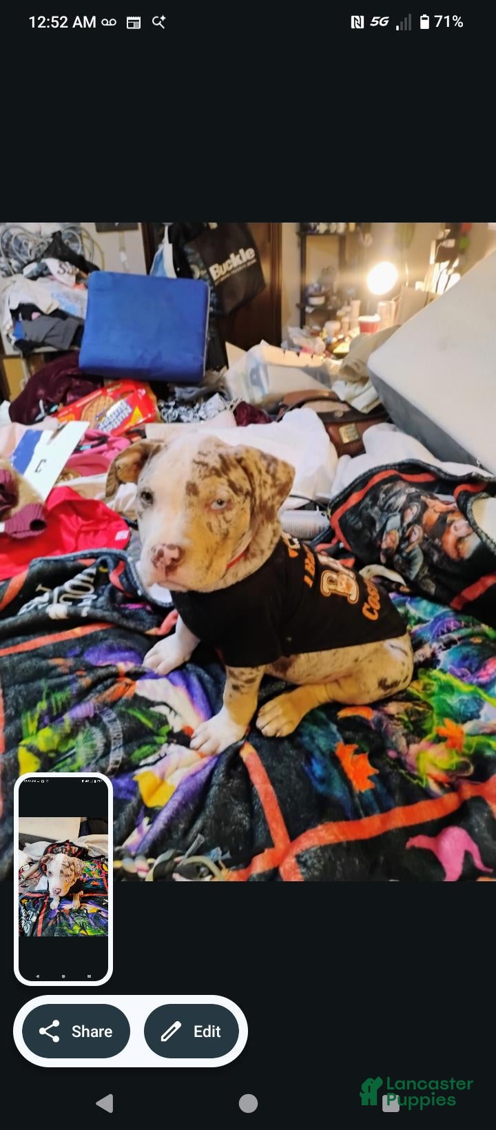 Staffordshire Bull Terrier dogs for sale: Merle XL Pit Bull - Ad 6