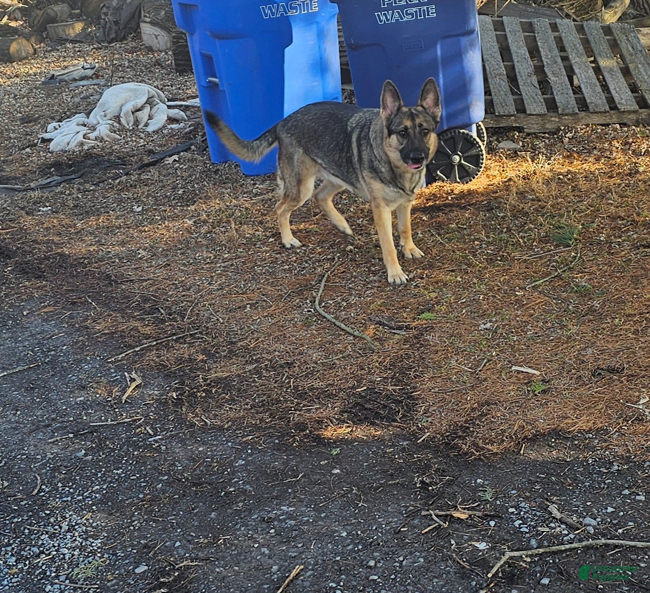 German Shepherd dogs Ranger - Ad 2