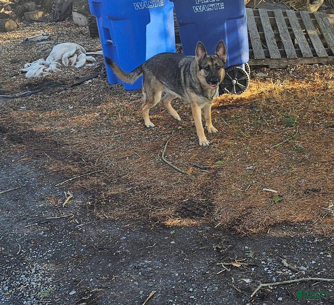 German Shepherd dogs for sale: Whisky - Ad 3