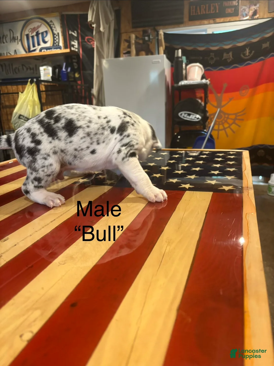 Catahoula Leopard Dog dogs for sale: Catahoula Leopard Dog "Bull" - Ad 2