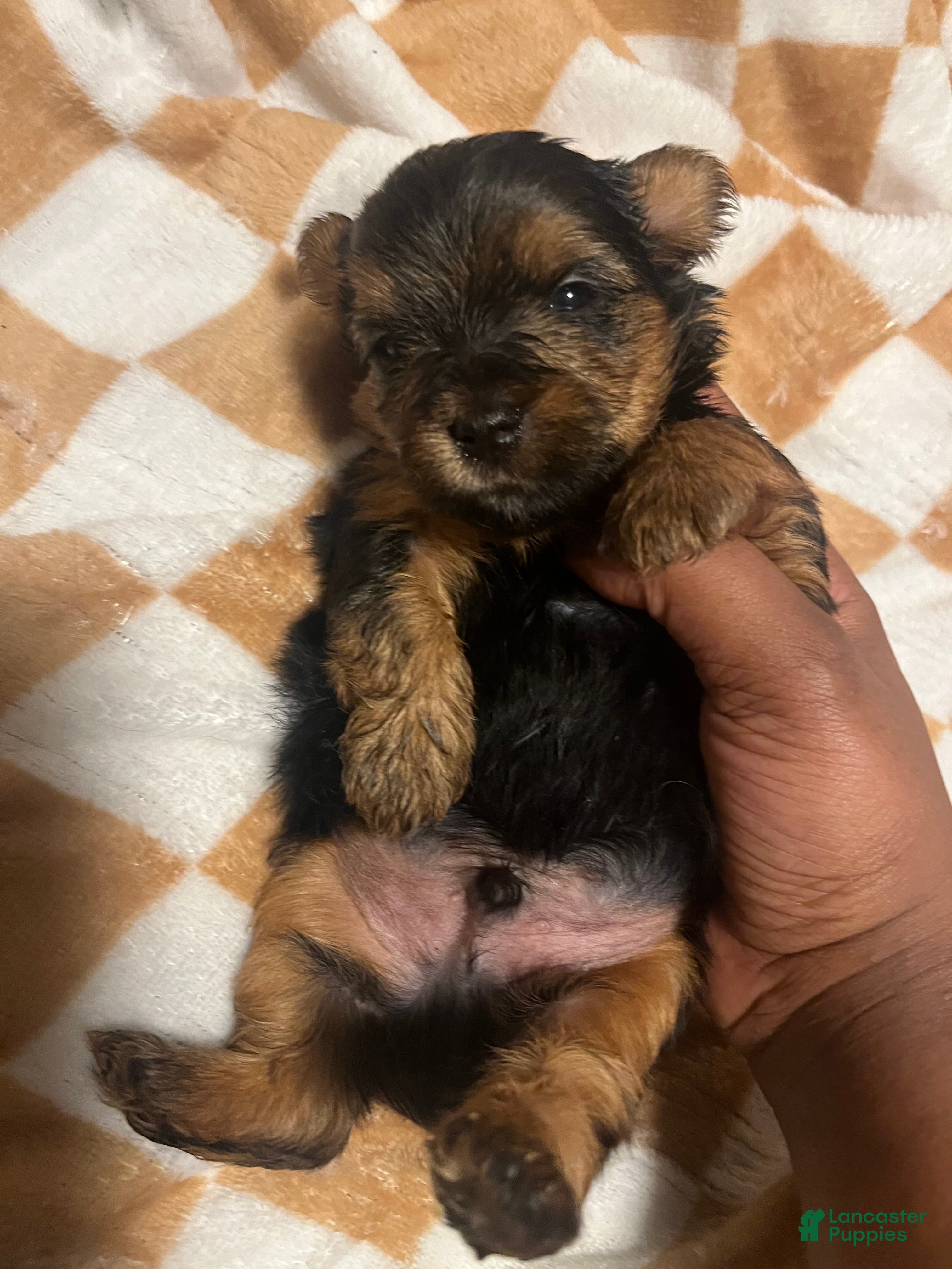 Yorkiepoo dogs Porky - Ad 36