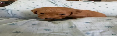 Golden Retriever Puppy 3 (brown)