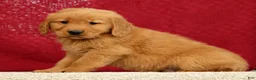 Golden Retriever dogs for sale: Connor - Ad 3