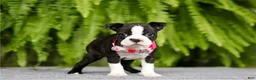 Boston Terrier dogs for sale: Nancy - Ad 4