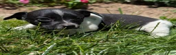 Jack Russell Terrier dogs for sale: Queen - Ad 5