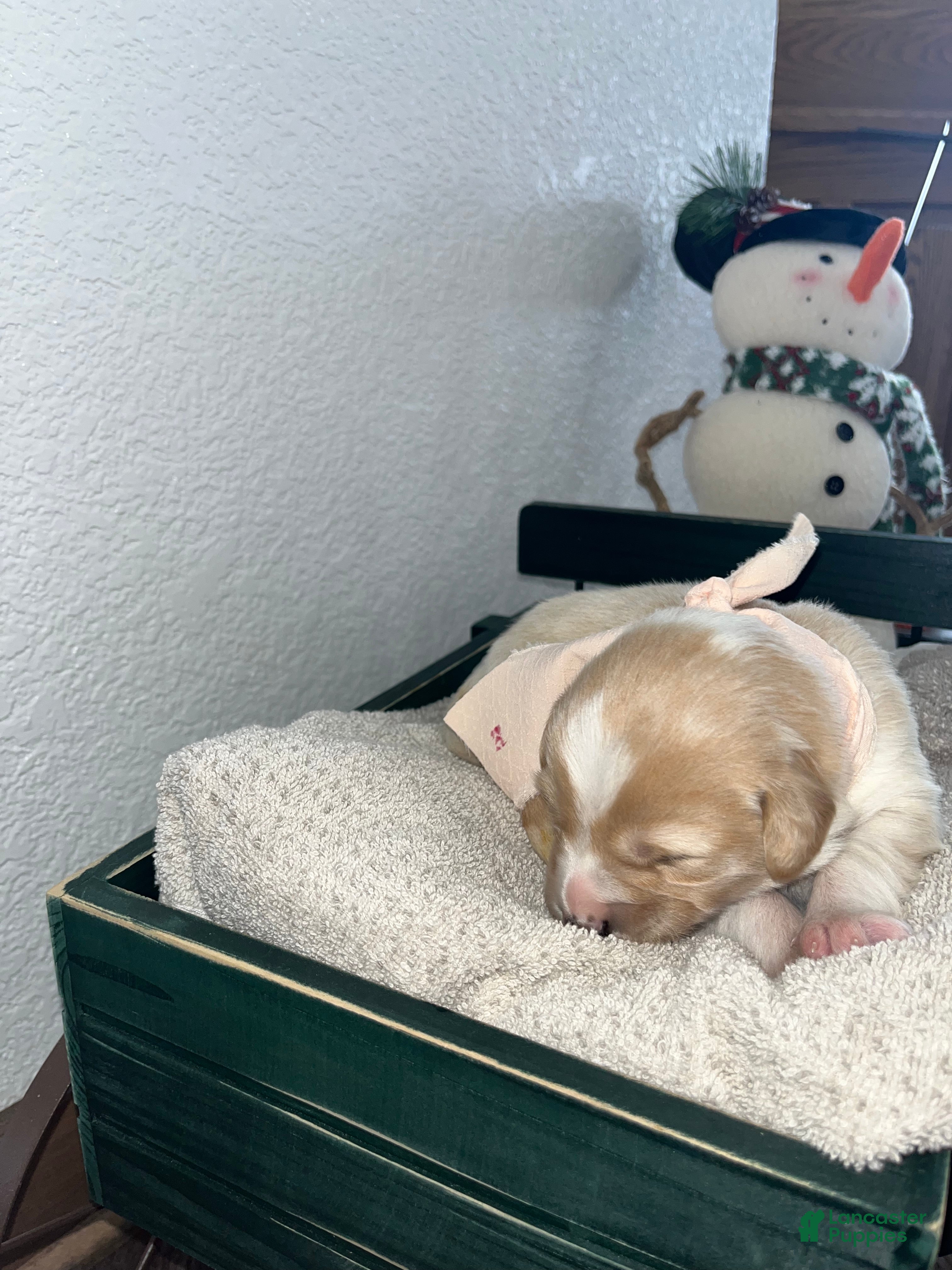 Mixed Breed dogs Bella💕 - Ad 15