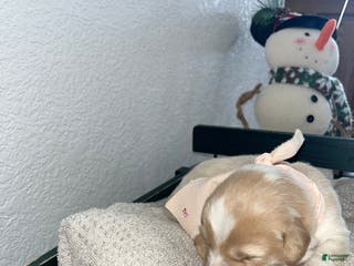 Mixed Breed dogs Bella💕 - Ad 15