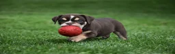 Beabull dogs for sale: Piper - Ad 4