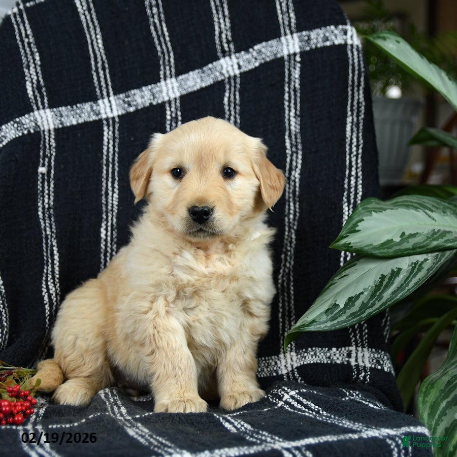 Golden Retriever dogs Petal - Ad 1