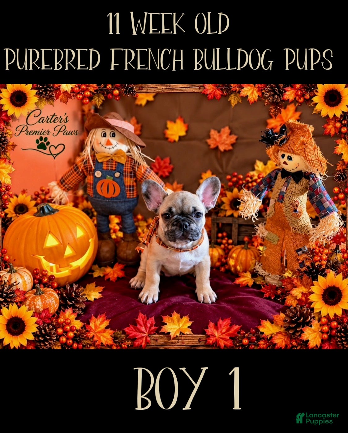 French Bulldog dogs French Bulldog 6 butterball - Ad 1