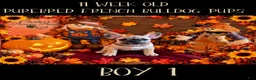 French Bulldog dogs for sale: French Bulldog 6 butterball - Ad 2