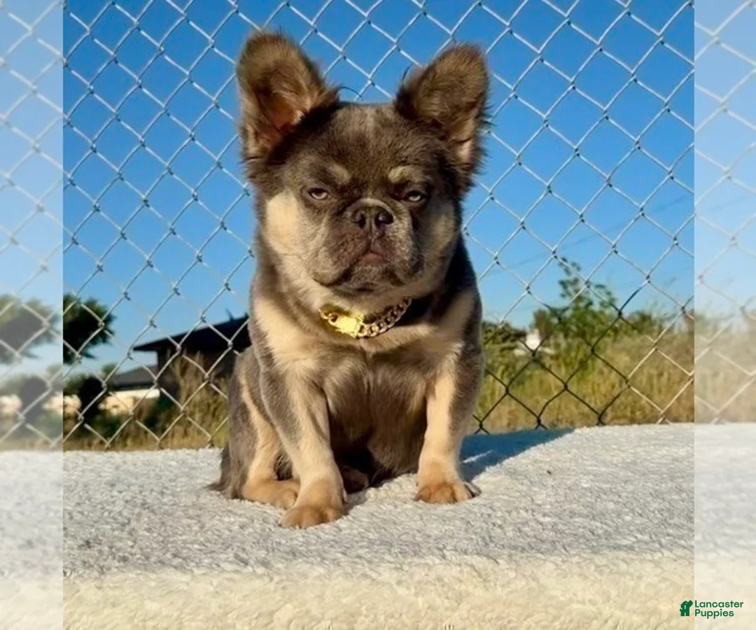 French Bulldog dogs for sale: ROCKY - Elite Lilac Tan Fluffy Micro French Bulldog, CA-USA Delivery Options - Ad 1