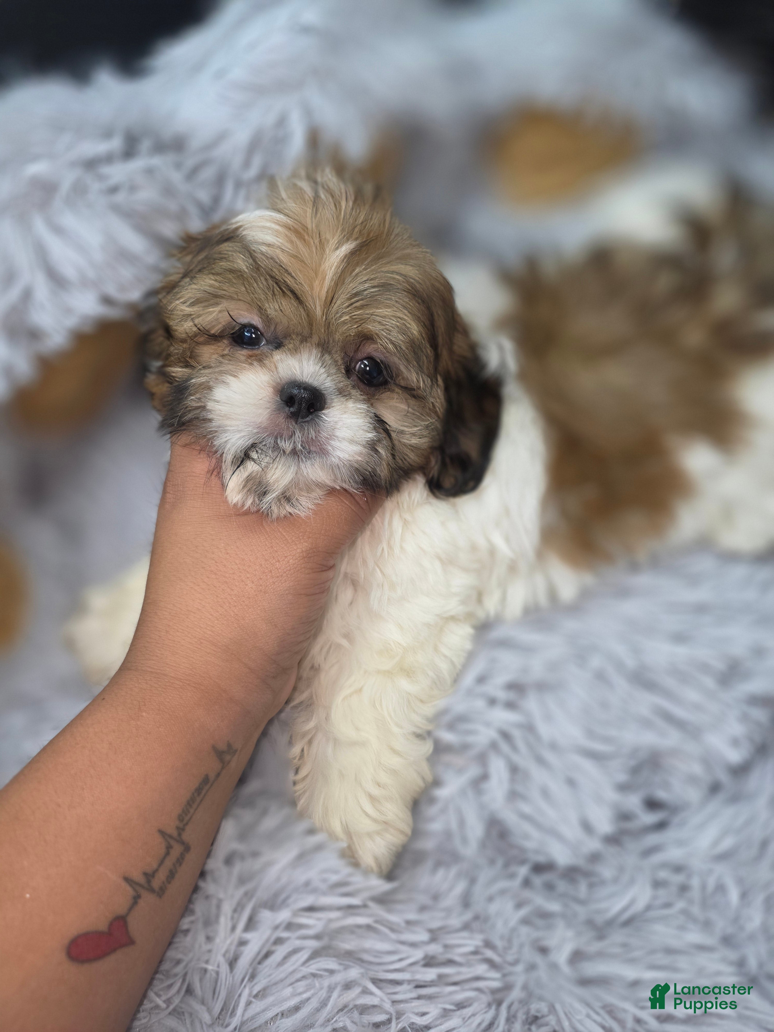 Shih Tzu dogs Shih Tzu 1 Nico - Ad 2