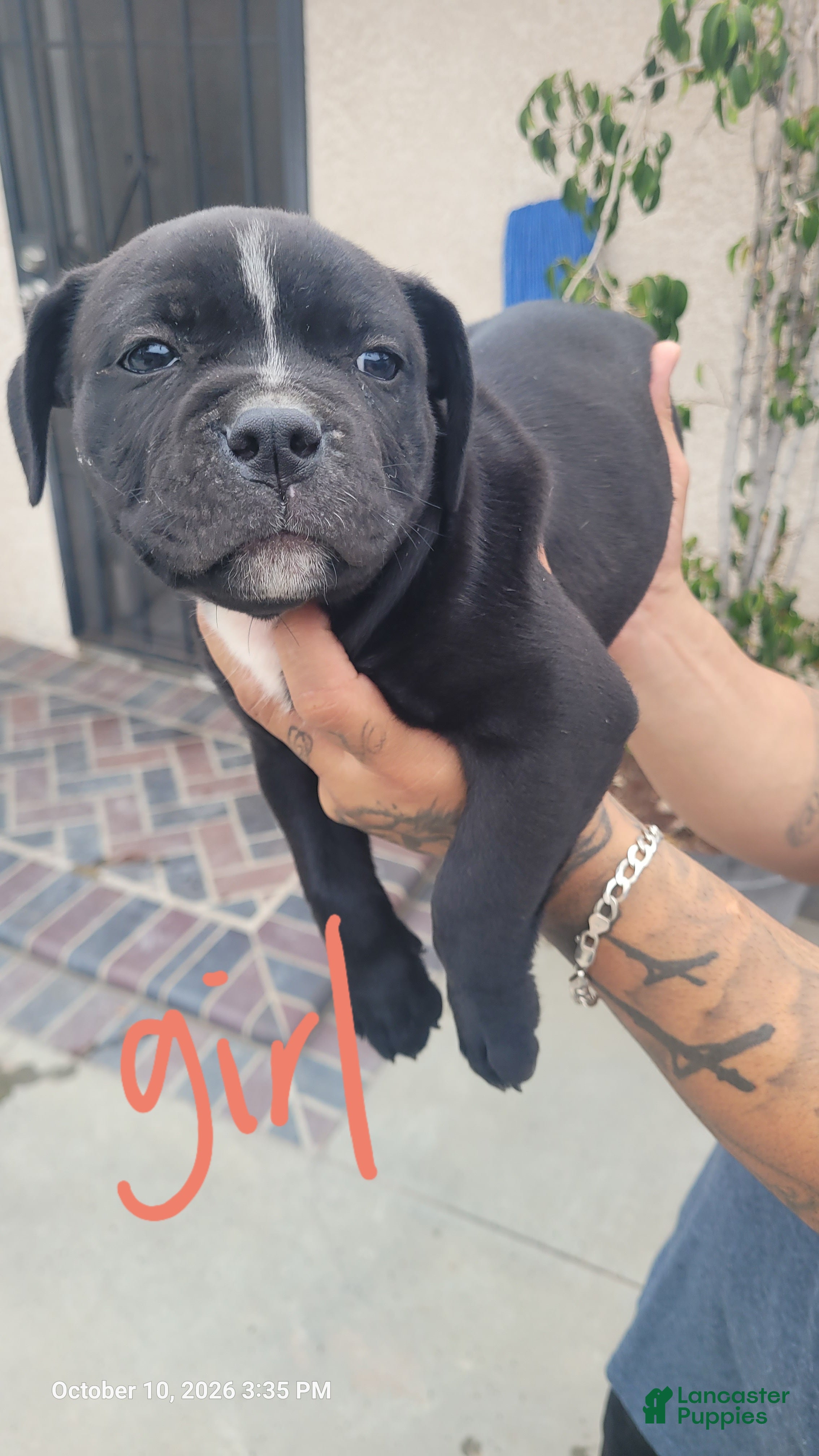 Mixed Breed dogs for sale: Mixed Breed 4 - Ad 31