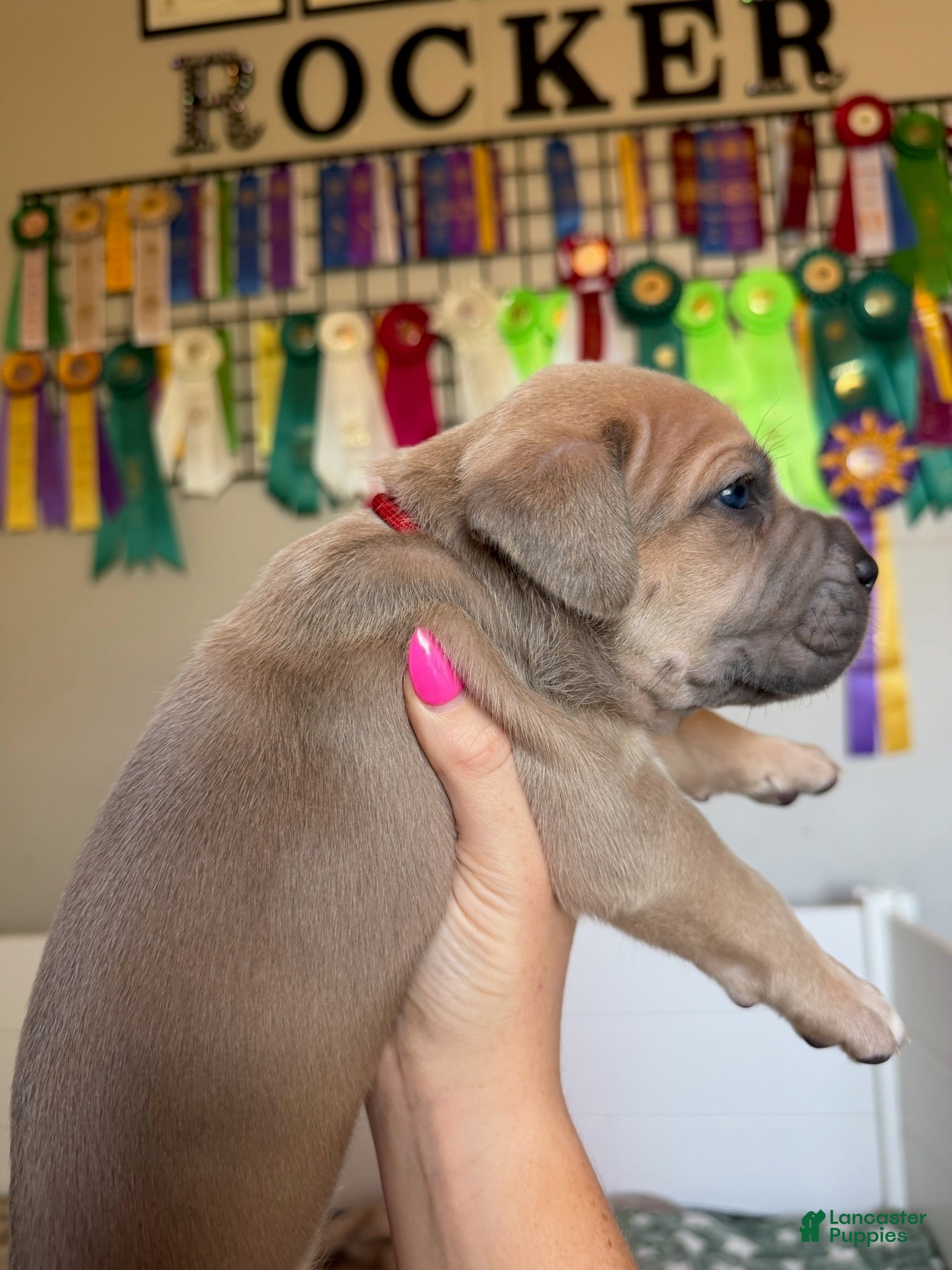 Cane Corso dogs for sale: Cane Corso Male 2 (Red) - Ad 4