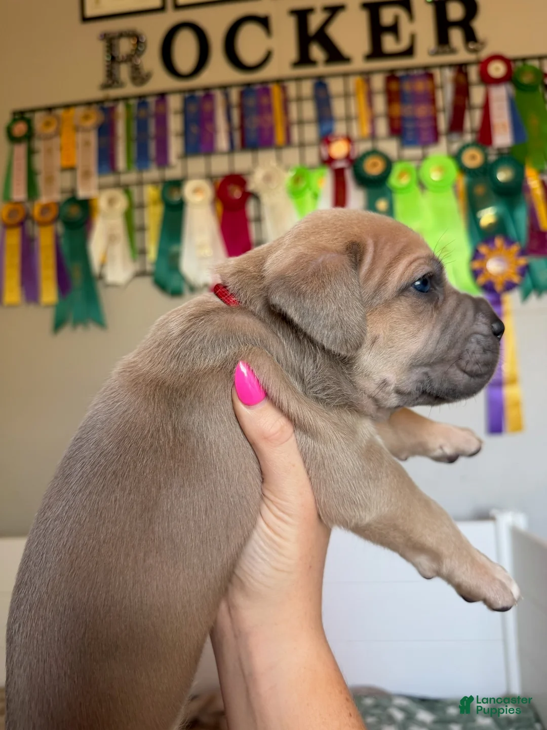 Cane Corso dogs for sale: Cane Corso Male 2 (Red) - Ad 1