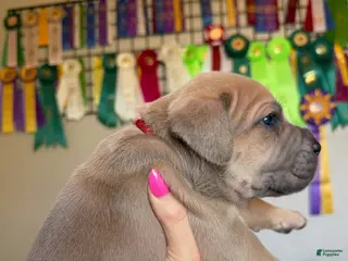 Cane Corso dogs Cane Corso Male 2 (Red) - Ad 12