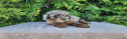 Mini Bernedoodle dogs for sale: Leasha - Ad 13